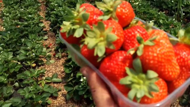 25 июня 2017 г. Первый сбор клубники Линоза в теплице смотреть онлайн