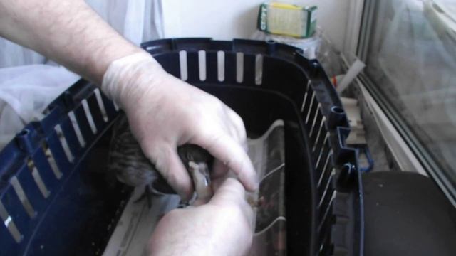 «Пискун» 1 Кормление птенца голубя со шприца… смотреть онлайн