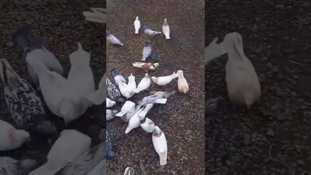 Армянские голуби 11 01 2022 смотреть онлайн