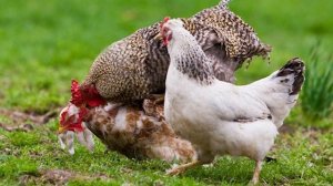 Куры не несутся что делать | как заставить кур нестись