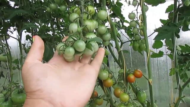 ОБЗОР ТОМАТА " КРАСНАЯ ВИШНЯ"! смотреть онлайн