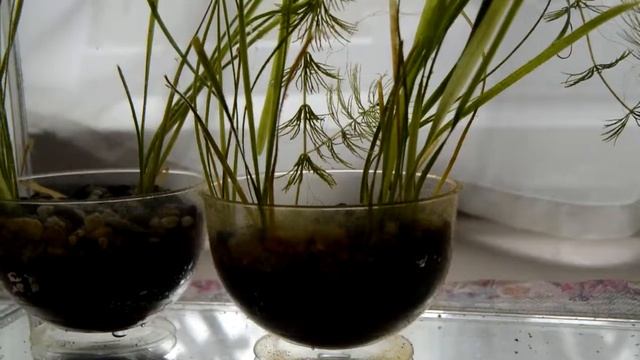 Мальки меченосца и подготовка аквариума смотреть онлайн