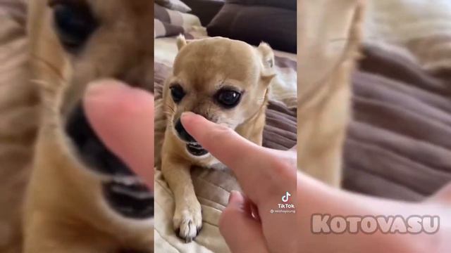 Парень и чихуахуа/tiktok смотреть онлайн