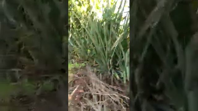 Matas de chufle y piñuelas смотреть онлайн