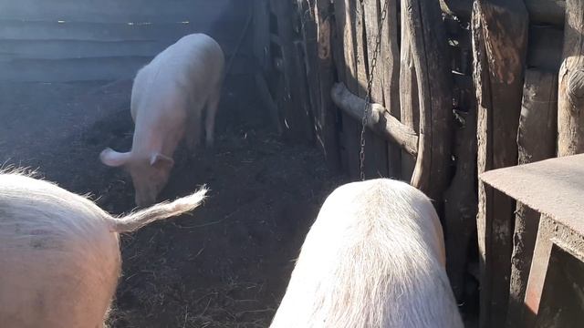 ДИКИЙ КАБАН ЛИНЯЕТ И ЦЕПНЫЕ СВИНОМАТКИ смотреть онлайн