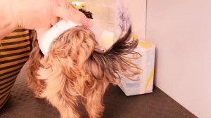 Памперсы для кобеля.