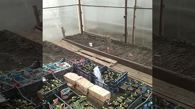 Дела тепличные. Посадила томат . Перенесли рассаду в теплицу. смотреть онлайн