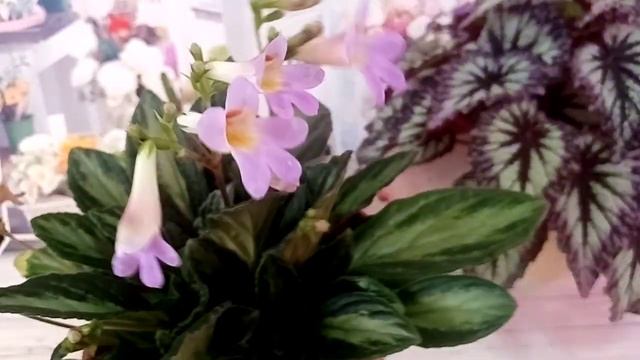 Как цветёт декоративно-лиственная бегония!? смотреть онлайн