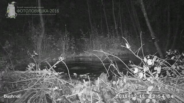 ID1564/Висимский заповедник/Другие виды животных/Бобры романтики смотреть онлайн