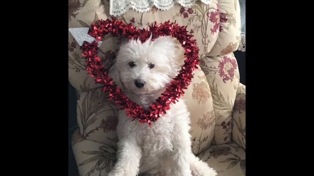 HAPPY VALENTINES DAY / BONUS FOOTAGE #happyvalentinesday #mytalkingpet #singingdogs #iloveyou смотреть онлайн