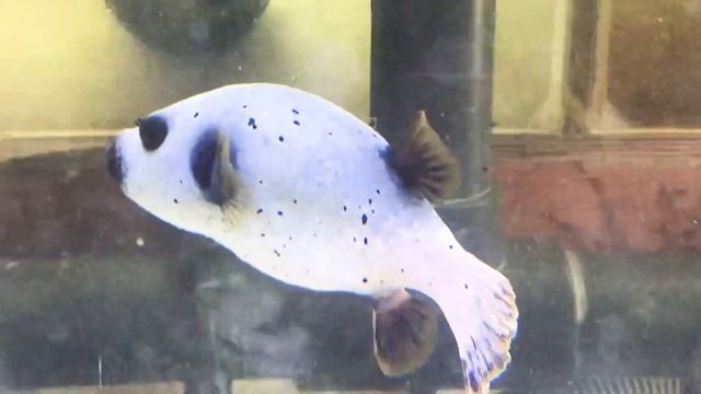 КАЛИПСО АКВА смотреть онлайн