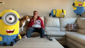 🌟💜Best Of The Minions in Real Life Compilation 2💜🌟Purple Minions living with Funny Dogs