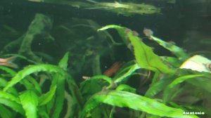 Сайдекс: применение в аквариуме