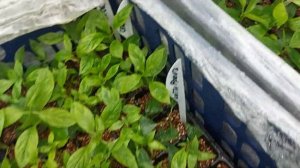 Черенки гортензий укоренились!? Что делаем дальше ? Куда и как рассаживаем. ?Период одаптации.