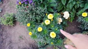 ГЕЛИОТРОП И ВЕЛИКОЛЕПНОЕ СОСЕДСТВО С ДРУГИМИ ЦВЕТАМИ.