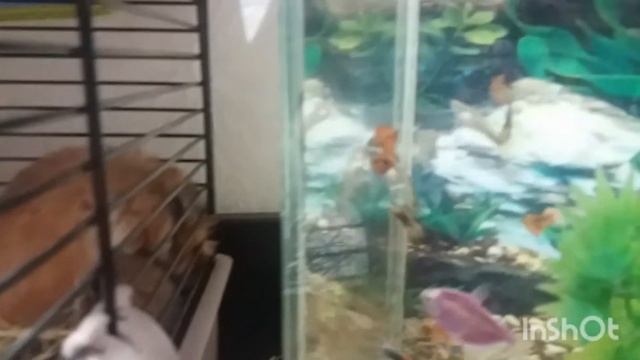 Хомячок смотрел на рыбок и заснул. Питомцы. Рыбки. Сказка. Хомки смотреть онлайн