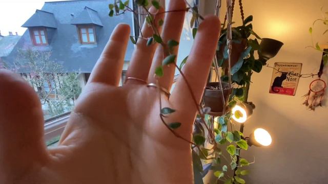 ♡ Petit tour de mes plantes en hiver смотреть онлайн
