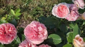 ? Роза Чиппендейл Chippendale - первое цветение.