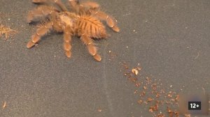 Самые большие пауки в мире / ТОП 12