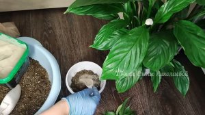 1 ТАБЛЕТКА под СПАТИФИЛЛУМ и даже слабый цветок оживет, позеленеет и пышно зацветет