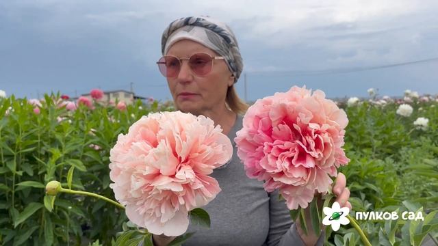 Gluwing Raspberry Roze peony. Глоуинг Разберри Роуз пион. Пулков сад смотреть онлайн