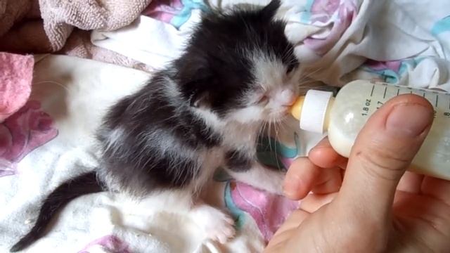 Котенку нет еще 3 недель. смотреть онлайн