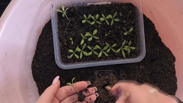 Пикировка флокса Друммонда Промис Вайт (Promise White). Выращивание однолетнего флокса из семян.