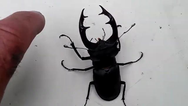 Жук короед. смотреть онлайн