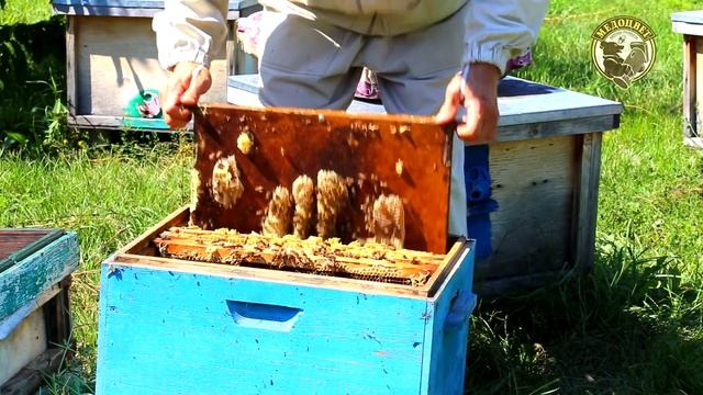 Пропала матка что делать Как спасти пчел Купить плодных маток Бакфаст смотреть онлайн