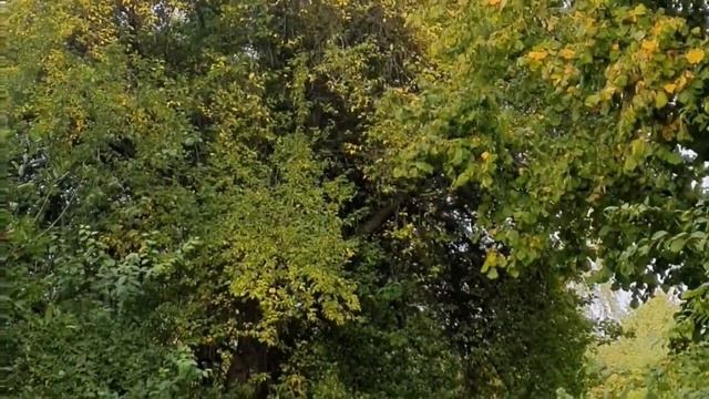 Gartenrundgang im Oktober Naturgarten Amaranth Wildkräuter Weizengrass Zero Waste live смотреть онлайн
