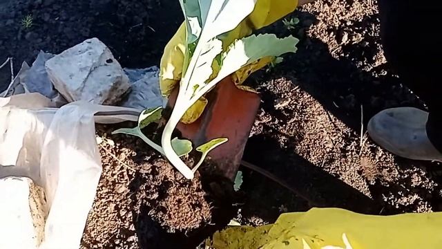 ВЫСАДКА РАССАДЫ КАПУСТЫ В ОТКРЫТЫЙ ГРУНТ ПОДГОТОВКА ЛУНКИ К ПОСАДКЕ #высадкакапусты #подготовкалунк смотреть онлайн