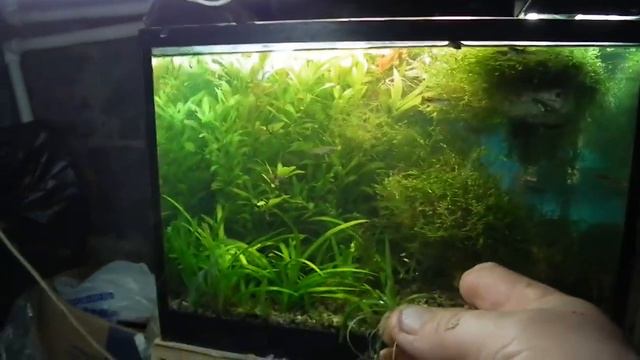 Растения Для начинающих полезно знать смотреть онлайн