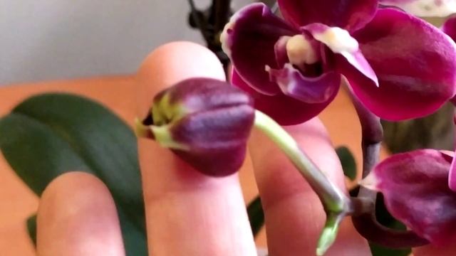 ЦВЕТУЩИЕ орхидеи января. Красивые орхидеи распускаются. Весенняя сказка ЗИМОЙ. смотреть онлайн