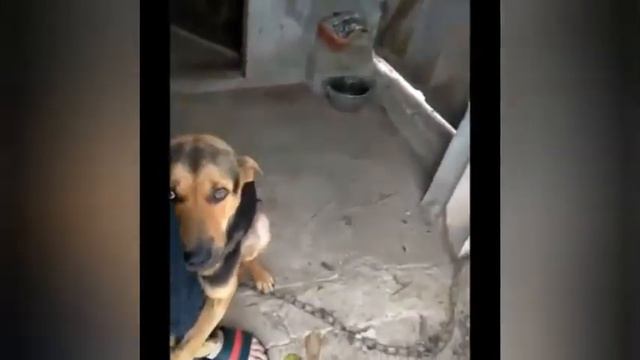 Звери добрее людей смотреть онлайн