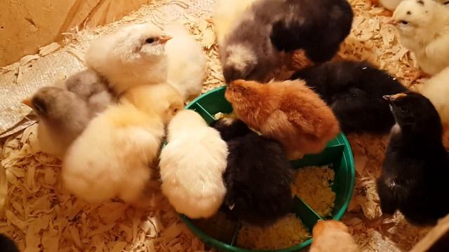 Из города в село. Про цыплят.