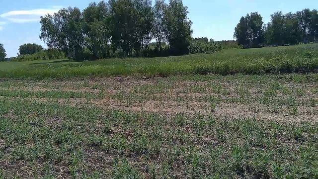 ДЕРЕВНЮ РАСПАХАЛИ в прошлом году НЕ ЗРЯ ПРИЕХАЛ, коп монет 2021 с Equinox 600 смотреть онлайн
