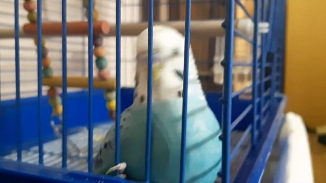 Тоша смотрит в камеру ( шаблон для мемов ) смотреть онлайн