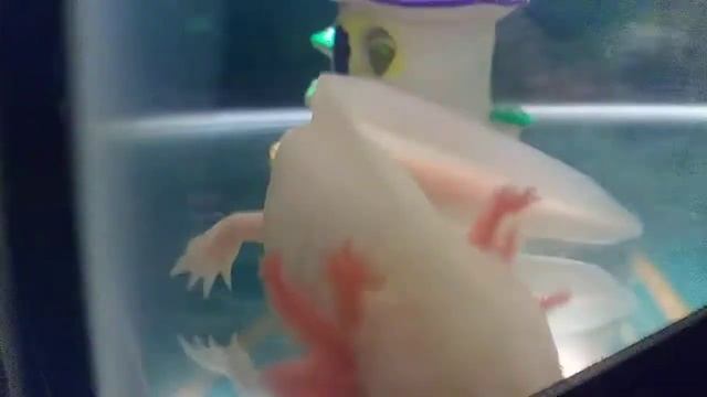 My Albino Axolotl смотреть онлайн