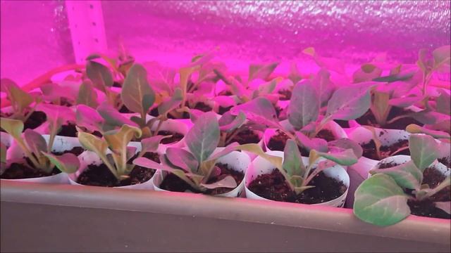 Важная подкормка для быстрого роста петунии.| Петунии 30 дней от посева.|Удобрения для роста петуни