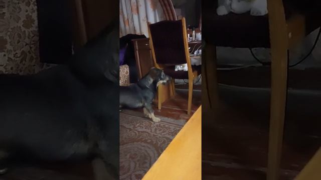 Игра в прятки / приколы с котами / приколы с собаками / кот / собака / смешные животные смотреть онлайн