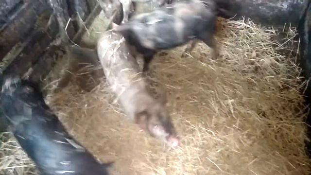 #поросята #свиньи  Поросята на прогулке