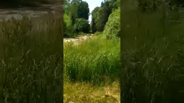 Пушкинский лес смотреть онлайн