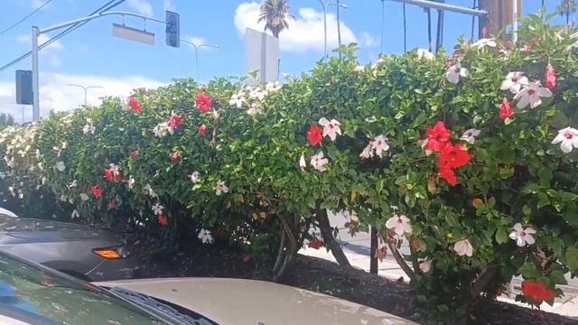 Просто красивые цветы/ Лос-Анджелес/ США смотреть онлайн