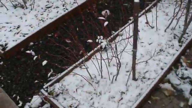 готовим ГОЛУБИКУ к зиме. смотреть онлайн