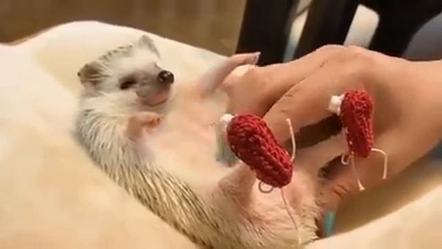 Ежик кайфует смотреть онлайн