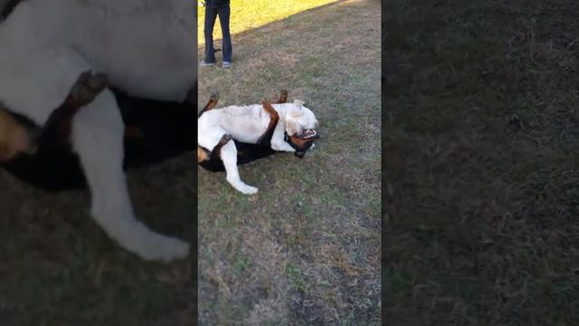 A Doodle & Rottweiler gentle giants puppy match! смотреть онлайн