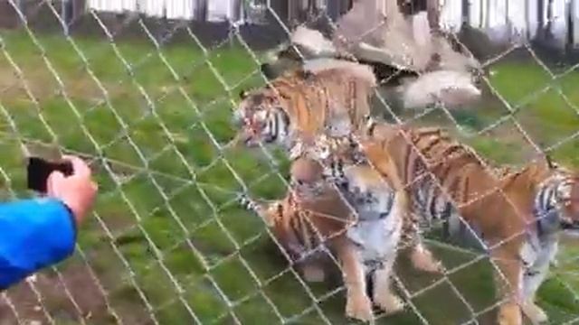 The Tigers at Dartmoor Zoological Park смотреть онлайн