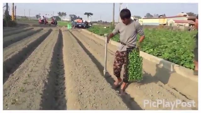 Как китайцы высаживают рассаду смотреть онлайн