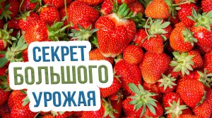 Чем подкормить викторию весной? Правильный уход за земляникой садовой весной