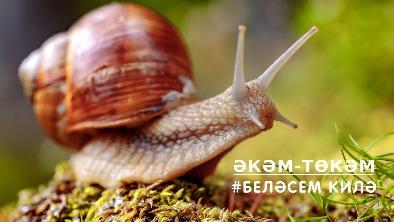БЕЛӘСЕМ КИЛӘ: Әкәм-төкәм / Улитка / Snail смотреть онлайн